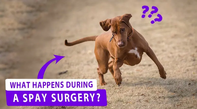 What Happens During a Spay Surgery