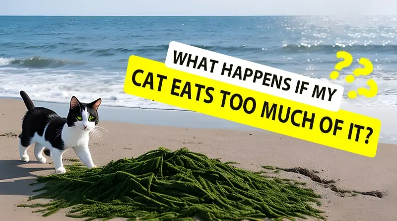 What Happens If My Cat Eats Too Much of It