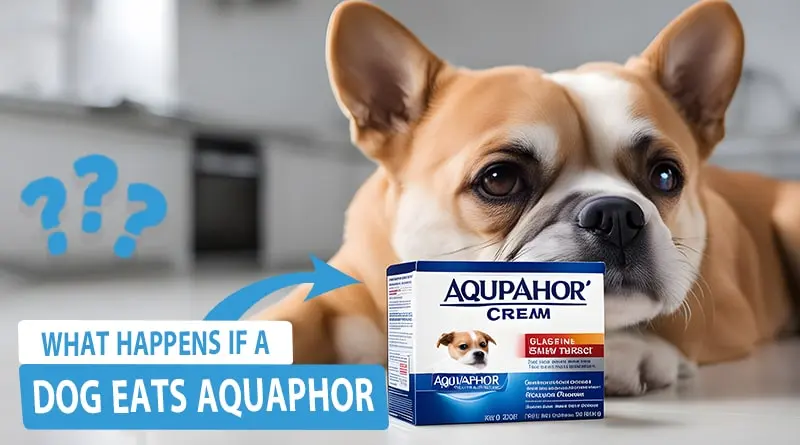What Happens If a Dog Eats Aquaphor