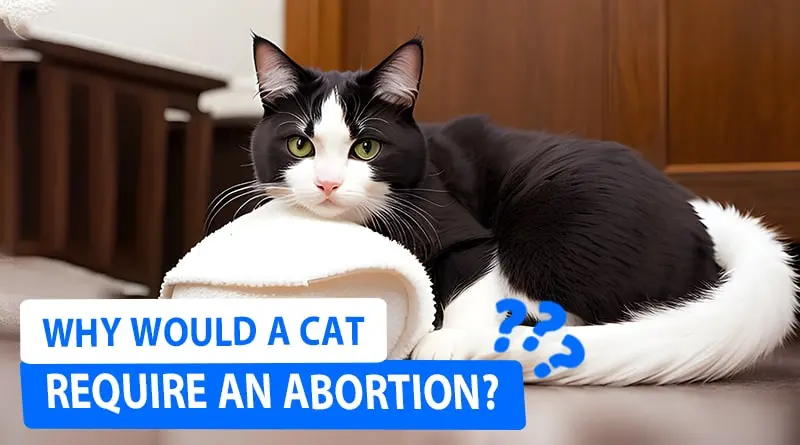 Why Would a Cat Require an Abortion