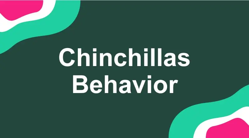 Chinchilla Behavior