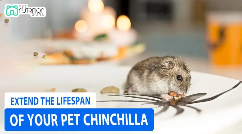 How to Extend the Lifespan of Your Pet Chinchilla