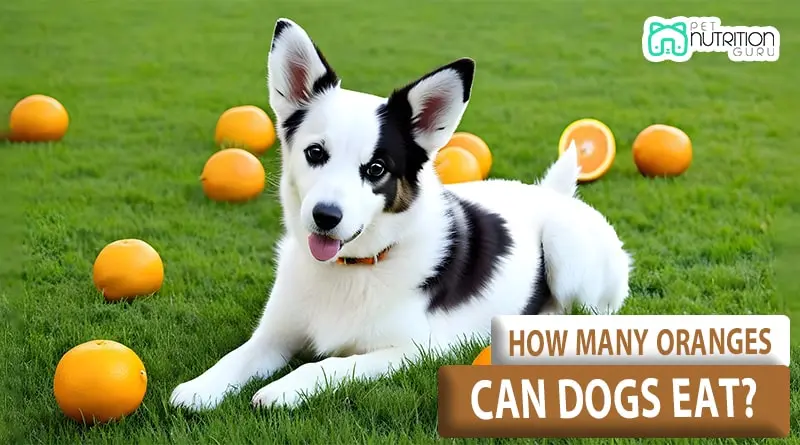 How Many Oranges Can Dogs Eat