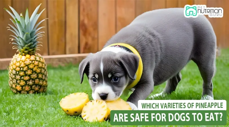 Pineapple are Safe for Dogs to Eat