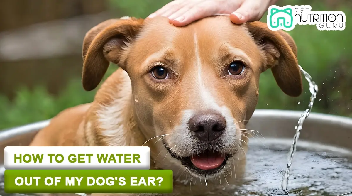 How to Get Water Out of Dog's Ear