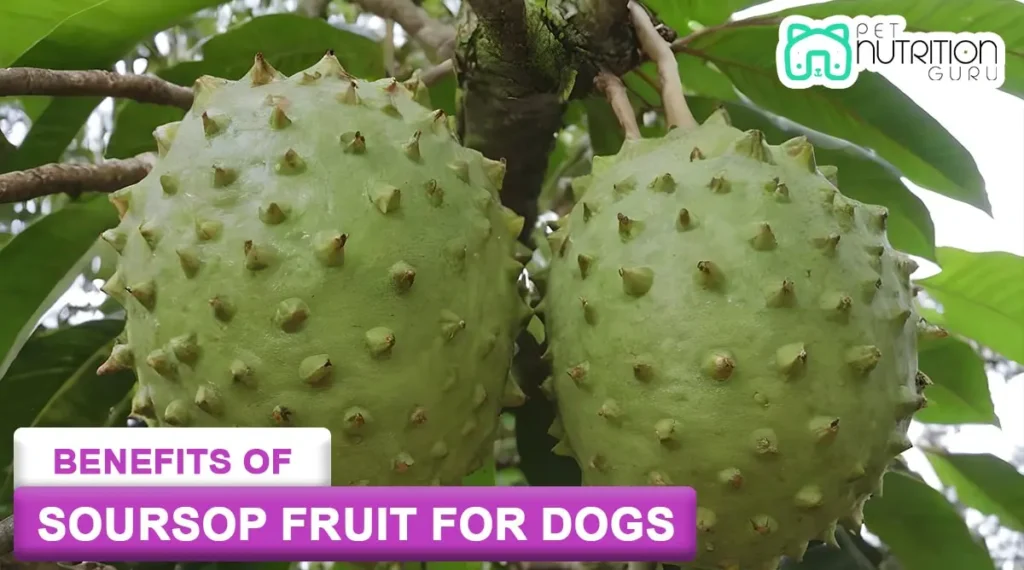 Benefits of Soursop Fruit for Dogs