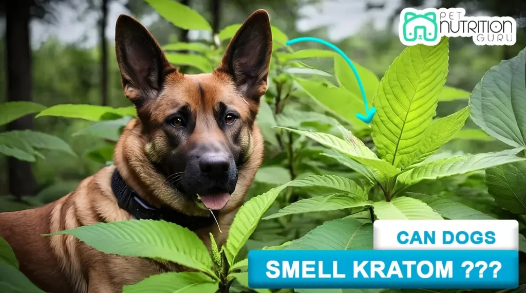 Can Dogs Smell Kratom