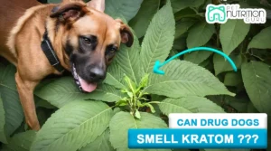 Can Drug Dogs Smell Kratom?