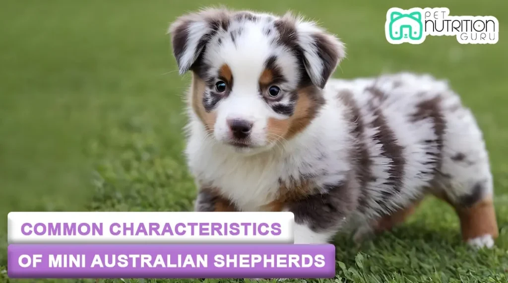 Common Characteristics of Mini Australian Shepherds