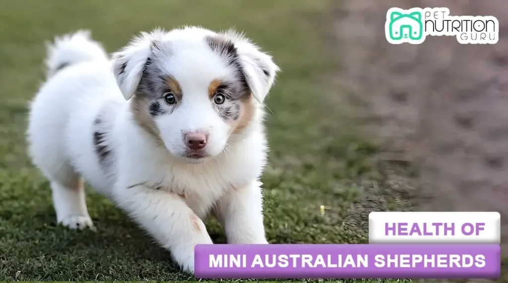Health of Mini Australian Shepherds