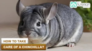 How to Take Care of a Chinchilla