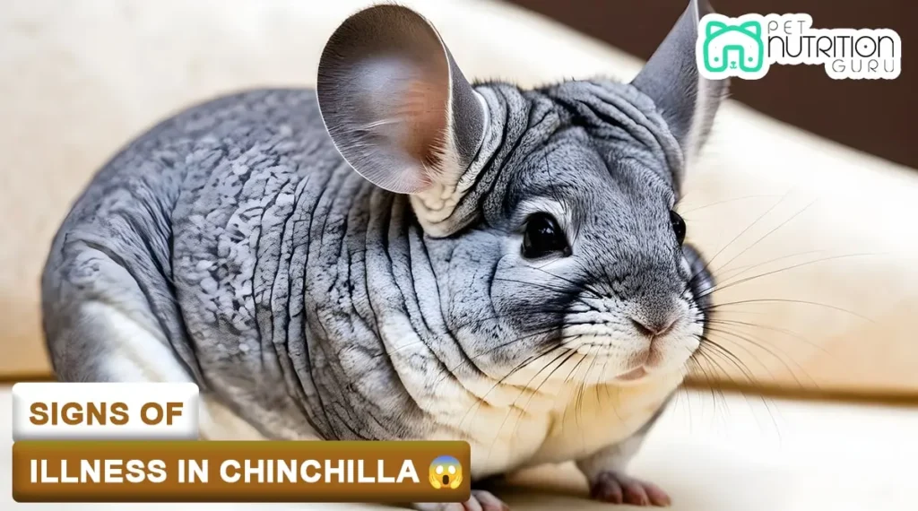 Sign Of Illness In Chinchilla