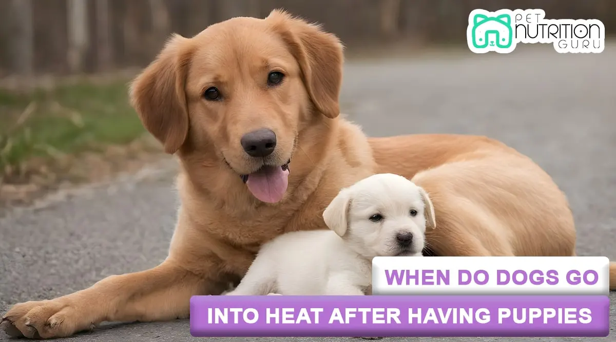 When Do Dogs go into Heat after having Puppies